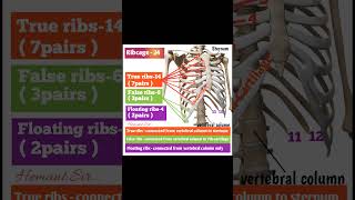 Ribcage anatomy 24 bonesshort videos [upl. by Teddie807]