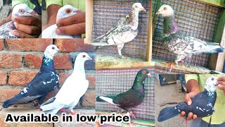 Racer Pigeons available at low price  Malerkotla Punjab  M 7009585759 [upl. by Aleik]