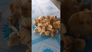 Augost is a mushroom monthshortsvideo mushroommonth shorts [upl. by Roos]