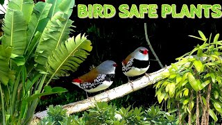 BirdSafe Plants For The Aviary [upl. by Acinemod]