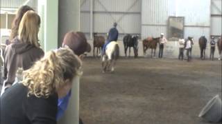 My Problem Horse at a Warwick Schiller clinic in Feb 2014 [upl. by Laney]