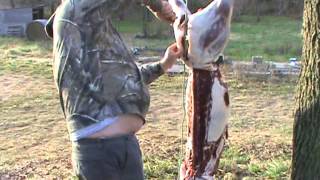 Processing Deer at Home 2 [upl. by Eldredge]