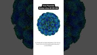 Vectors for Cloning CloningVectors Plasmids ViralVectors Cosmids Phagemids BAC YAC [upl. by Strickland]