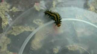 Three methods of Raising PostDiapause Checkerspot Larvae [upl. by Oramug]