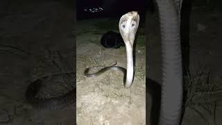 😱 Cobra snake Vs man [upl. by Lee]