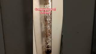 Crematogaster cf castanea [upl. by Eveivenej]