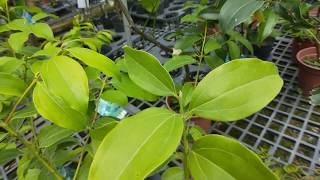 Cinnamomum cassiaCinnamon 阿里山土肉桂圖鑑 [upl. by Atnauq]