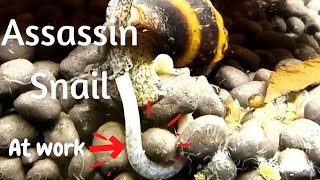 Try This  Assassin snail eating technique  How to control Pest Snail and Detritus Worm LushAqua [upl. by Jacklin]