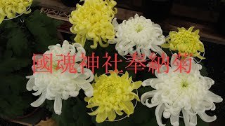 國魂神社奉納菊 ２０２４年１１月 [upl. by Llehsar762]