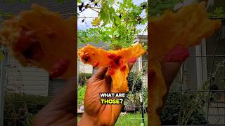 I Grew Superfood Fruits That Look Insane [upl. by Sarazen]