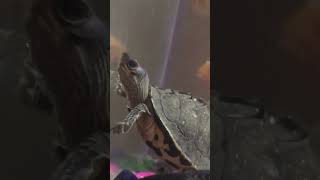 Unbelievable Turtle Encounter Exposed [upl. by Stesha]