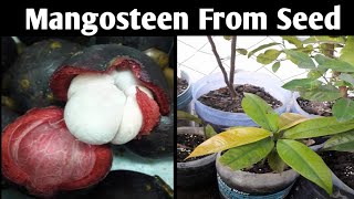 How To Grow Mangosteen From Seed Easy To Grow From Seeds At Home [upl. by Mohandas]