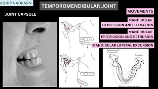 TEMPOROMANDIBULAR JOINT ARTICULATION AND DISC BIOMECHANICS Physiotherapy Tutorials [upl. by Shirlene]