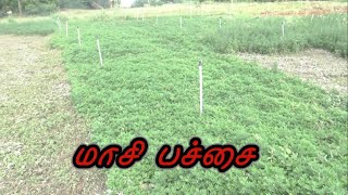 மாசி பச்சை சாகுபடி [upl. by Ydac397]