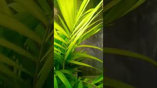 Chamadorea elegans plant ☘️gardenning naturelover ytshorts [upl. by Etnad50]