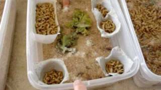 breeding mealworms and dubia roaches [upl. by Nivlen]