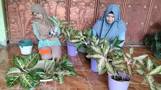 Saatnya Potong Potong Aglonema [upl. by Onid]