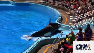 Killer Whale does Super Jump Backflip amp Hits Ball in the Air  1080P HD [upl. by Casie633]