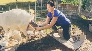 Assisting with a Baby Goat BIRTH on the Homestead [upl. by Irtak]