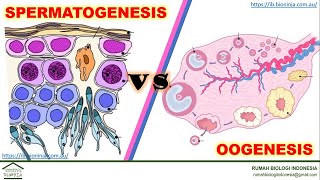 Materi Biologi  Zoologi  Anatomi dan Fisiologi  Perbedaan Spermatogenesis dan Oogenesis [upl. by Ewan]