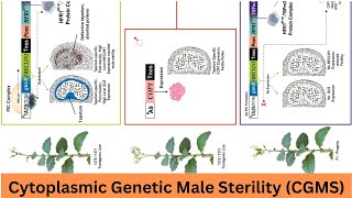 CGMS cytoplasmic genetic male sterility [upl. by Ativet]