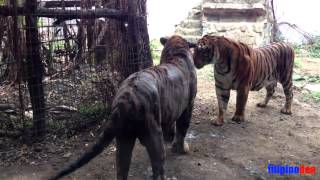 Malabon Zoo  Tigers Fighting [upl. by Nibuz]