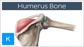 Humerus Bone  Anatomy Definition amp Function  Human Anatomy  Kenhub [upl. by Ericksen303]