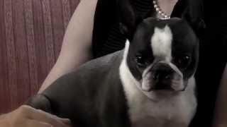 Funny Dog Diary Video Great Gatsby  Great Gatsby with Dogs [upl. by Infield756]