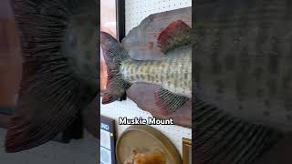 A muskie at the auction liveauctions baxterauction ebay reseller fishing trophyfish [upl. by Enid]