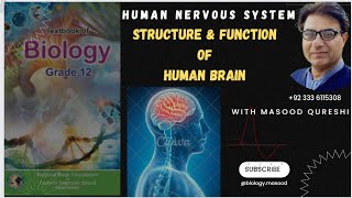 Human Brain  Structure amp Function  Bio Grade 12  Urdu Hindi English Federal KPK Pakistan 2024 [upl. by Alenson]