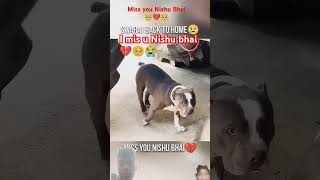 I mis u Nishu bhai 💔🥺😭 tochanlovers tochanking 👑 [upl. by Nerrak141]