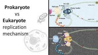 Replication 101 Prokaryotic vs Eukaryotic replication [upl. by Cosma]