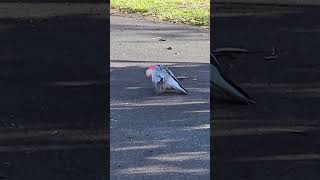 Galah in a spin galahcockatoo cockatoo parrot bird australia nature wildlife [upl. by Lyrpa902]