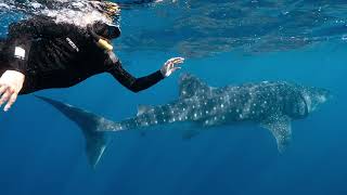 Part 5Sights of Exmouth swimming with the Whale Sharks and snorkeling Ningaloo Reef [upl. by Nuy]