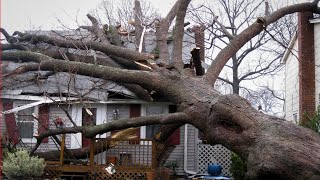 Crazy Tree Felling Fails  Tree Falls onto Houses and Trucks [upl. by Pellet499]