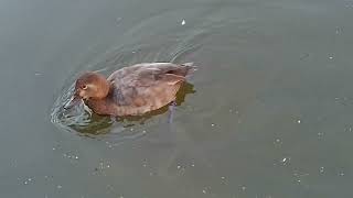 common pochard and flight geese [upl. by Hopfinger]