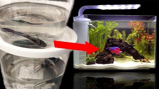 Rescuing dying betta from Walmart FISH ABUSE [upl. by Slrahc]