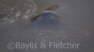 Cantors Giant Softshell Turtle Malaysia 20191109184548m2ts [upl. by Divod]