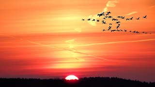 Beautiful Sunrise Video with birds  Early morning time Lapse [upl. by Edna]