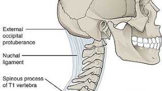 Ligamentum nuchae explained in MalayalamHead and NeckAnatomy [upl. by Gilletta]