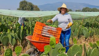 500 PESOS GANAN CORTANDO NOPALES AL DIA [upl. by Vareck]