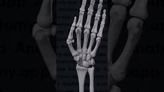 Movement of the hand bone carpel metacarpalflagers anatomy humananatomy medicallaboratory [upl. by Anaila]