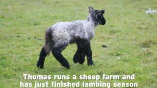 A 6 legged lamb in Co Galway [upl. by Glavin840]