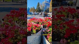 Baku Azerbaijan🇦🇿 Baku Boulevard bakuazerbaijanshortshortstrendtravelshortsvideosvisitbaku [upl. by Linder]