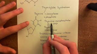 Thymidylate Synthase Inhibitors Part 3 [upl. by Eseela309]