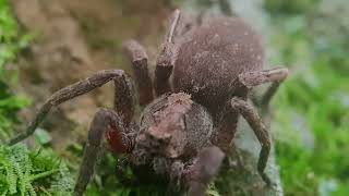 Into the Wild Unveiling the Majestic World of a Giant Wolf Spider in Mesmerizing Macro Detail 😀 [upl. by Siuluj552]