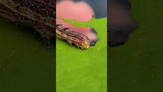 Caterpillar Eating a Leaf Up Close fyp foryou [upl. by Droffats]