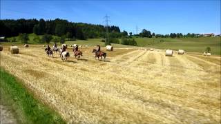 Mit den Pferden im Galopp übers Stoppelfeld reiten [upl. by Ttik956]