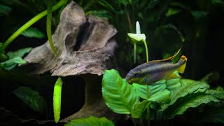 Anubias Flower Blooms in the Planted Aquarium [upl. by Lehcar442]