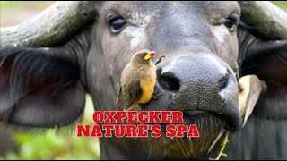 Oxpecker  Natures Spa [upl. by Dachi37]